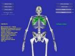 3D-Skelett 2.0 - Download, herunterladen 2.0